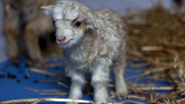 Ein junges Angora-Zicklein steht auf einer blauen Oberfläche mit Stroh.