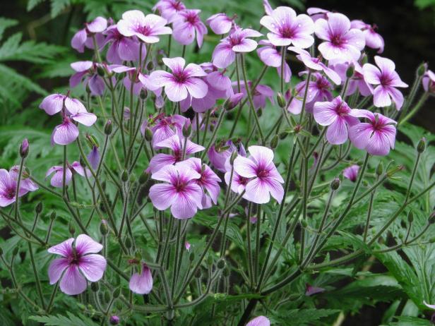 Die Vorteile von Unkraut im Garten