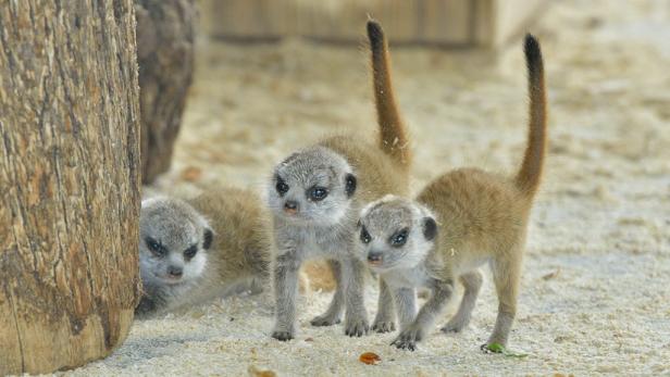 Eine Gruppe von Erdmännchen steht aufrecht im Sand.