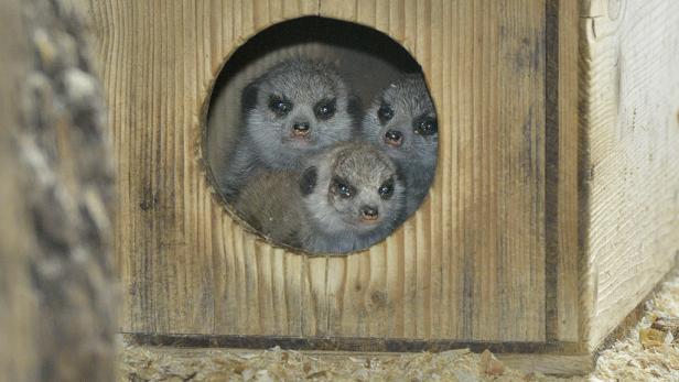 Drei Erdmännchen schauen aus einem Loch in einem Holzkasten.