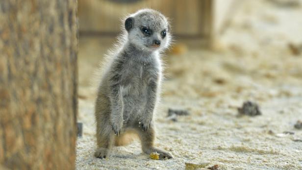 Ein Erdmännchen steht aufrecht im Sand.