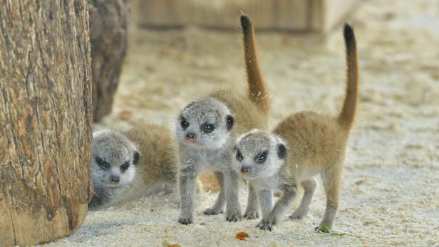 Eine Gruppe Erdmännchen steht aufrecht im Sand.