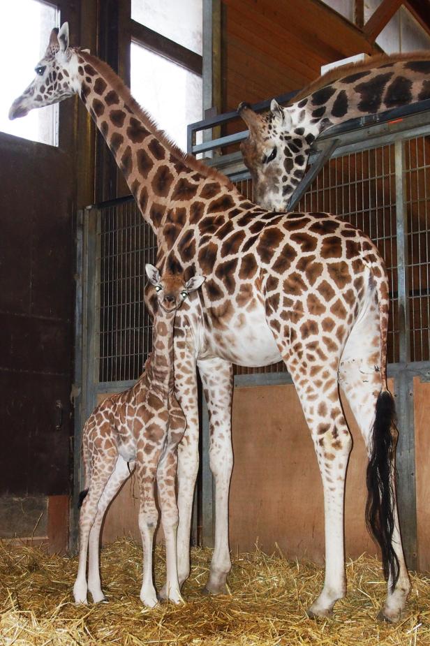 Verfrühtes Giraffen-Neujahrsbaby in Schmiding