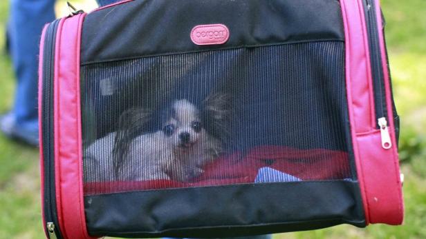 Ein kleiner Hund liegt in einer schwarzen und pinkfarbenen Transporttasche.