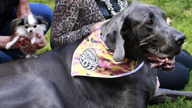 Eine Dogge mit einem „Guinness World Records“-Halstuch liegt neben einem Chihuahua, der von einer Person gehalten wird.