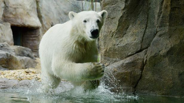 Schönbrunn eröffnet Eisbärenwelt