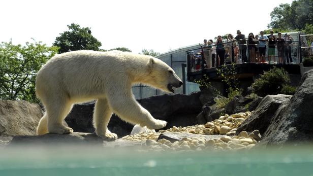 Schönbrunn eröffnet Eisbärenwelt