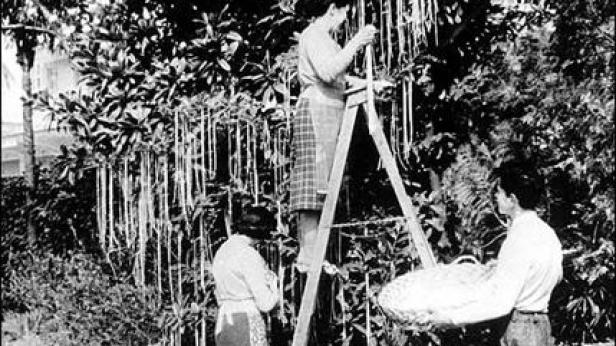 Eine Frau steht auf einer Leiter und hängt lange, dünne Gegenstände an einen Baum, während zwei andere Personen zusehen.