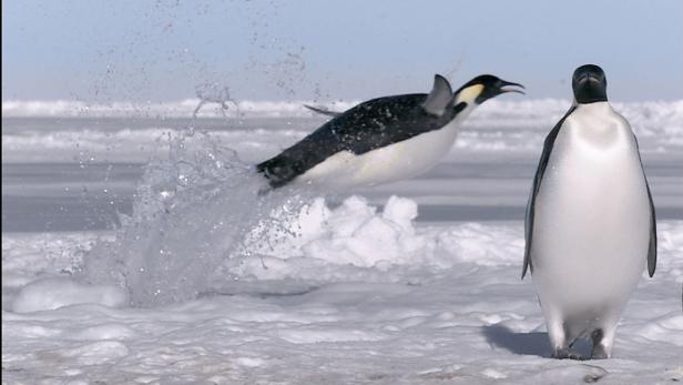 Ein Kaiserpinguin springt aus dem Wasser, während ein anderer auf dem Eis steht.