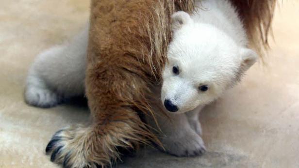 Ein Eisbärjunges kuschelt sich an das Bein eines Tierpflegers.