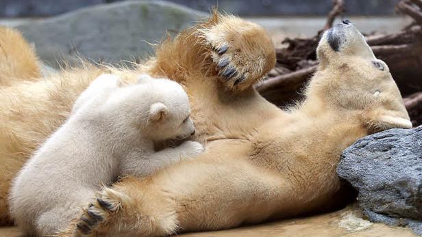Ein Eisbärenjunges kuschelt sich an seine Mutter.
