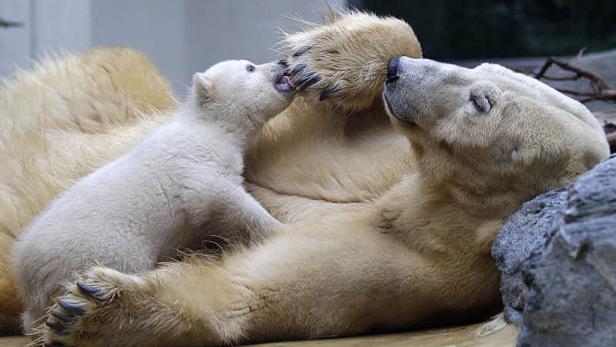 Ein Eisbärjunges spielt mit der Pfote seiner Mutter.