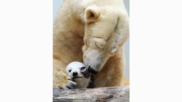 Eine Eisbärin kümmert sich liebevoll um ihr Junges.