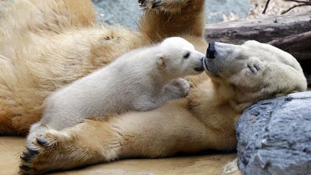Ein Eisbärjunges liegt auf seiner Mutter und stupst sie mit der Nase an.