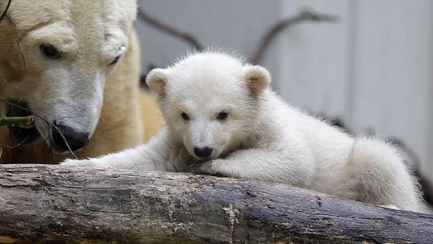 Ein Eisbärenjunges liegt auf einem Baumstamm, während ein erwachsener Eisbär im Hintergrund steht.