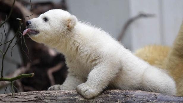 Ein junger Eisbär liegt auf einem Baumstamm und streckt seine Zunge heraus.