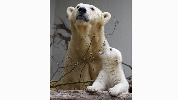 Eine Eisbärin mit ihrem Jungen auf einem Baumstamm.