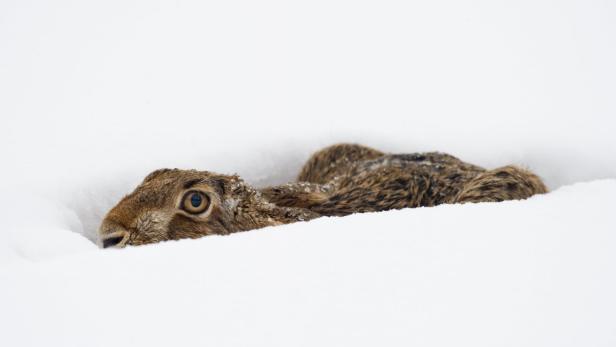 Ein Hase liegt im Schnee.