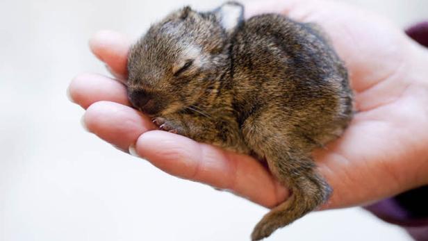 Ein winziges, schlafendes Kaninchen liegt in einer Hand.