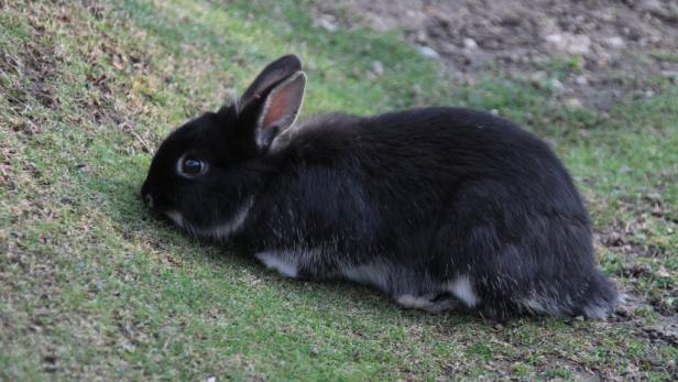 Ein schwarzes Kaninchen sitzt auf einer Wiese.