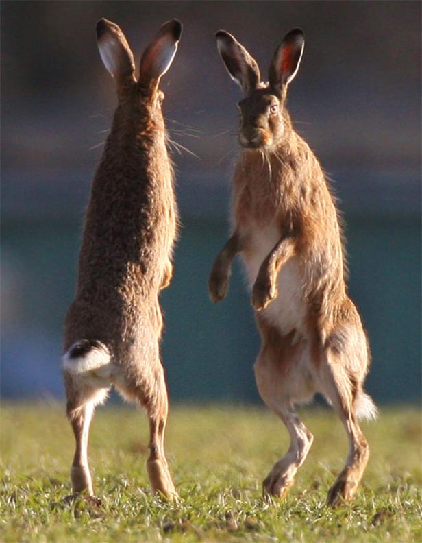 Zwei Hasen stehen auf einer Wiese aufrecht.