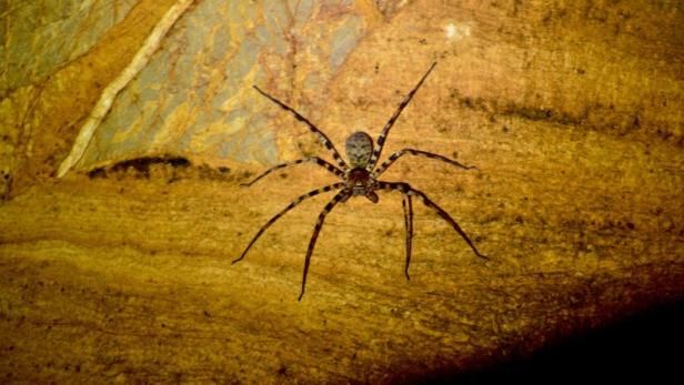 Eine Spinne mit langen Beinen sitzt auf einer gelbbraunen Oberfläche.