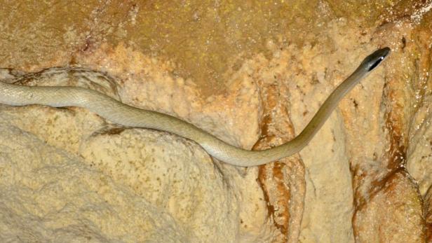 Eine Schlange kriecht über eine Felswand.