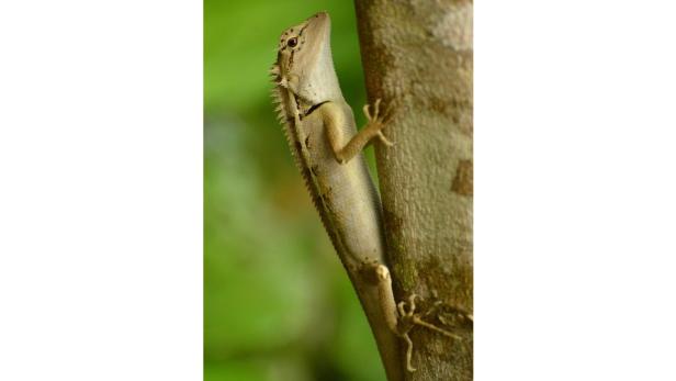 Eine kleine, hellbraune Eidechse klettert an einem Baumstamm hoch.