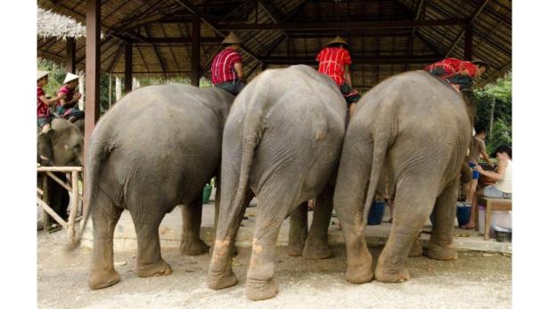 Drei Elefanten stehen unter einem Dach, auf denen Personen mit traditionellen Hüten sitzen.