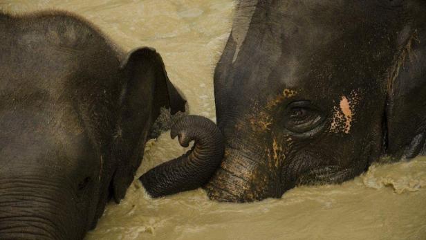 Zwei Elefanten stehen zusammen im trüben Wasser.