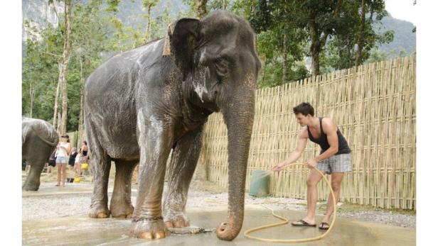 Ein Mann spritzt einen Elefanten mit einem Wasserschlauch ab.