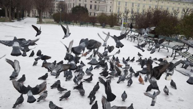 Schnee und Eiseskälte haben Wien fest im Griff