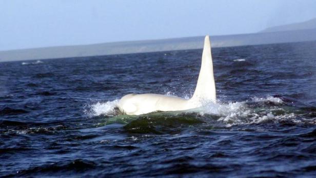 Ein weißer Schwertwal taucht im dunklen Wasser auf.