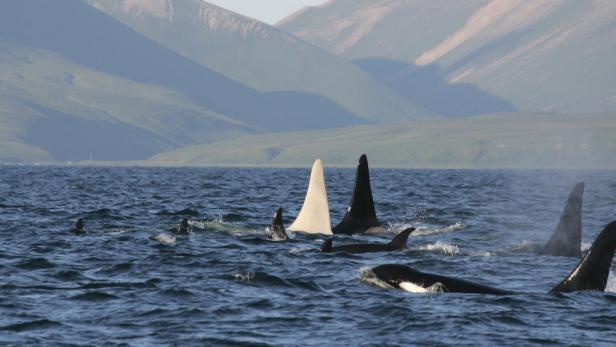 Eine Gruppe Orcas schwimmt im Meer vor einer hügeligen Landschaft.