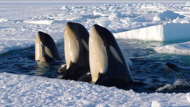 Eine Gruppe Orcas taucht in einem arktischen Gewässer zwischen Eisschollen auf.