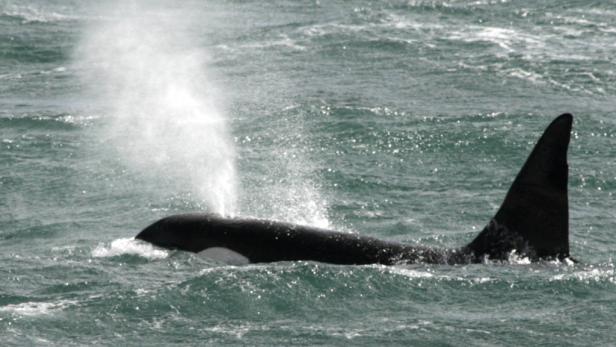 Ein Orca taucht im Meer auf und stösst Wasser aus.