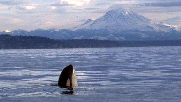 Ein Orca ragt aus dem Wasser, im Hintergrund ein schneebedeckter Berg.