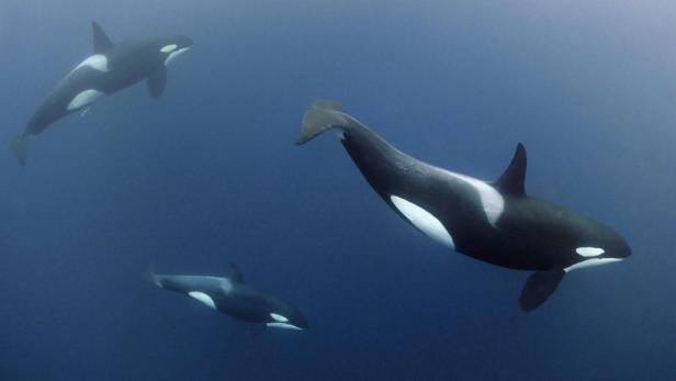 Drei Orcas schwimmen im tiefblauen Wasser.
