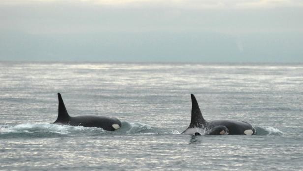 Zwei Orcas schwimmen im Meer.
