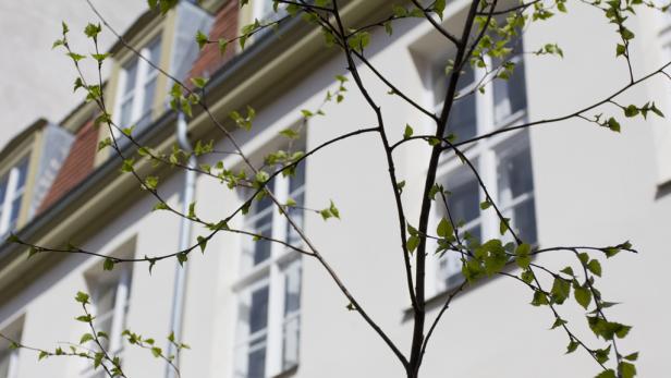 Ein junger Baum mit frischen, grünen Blättern vor einer hellen Hausfassade.