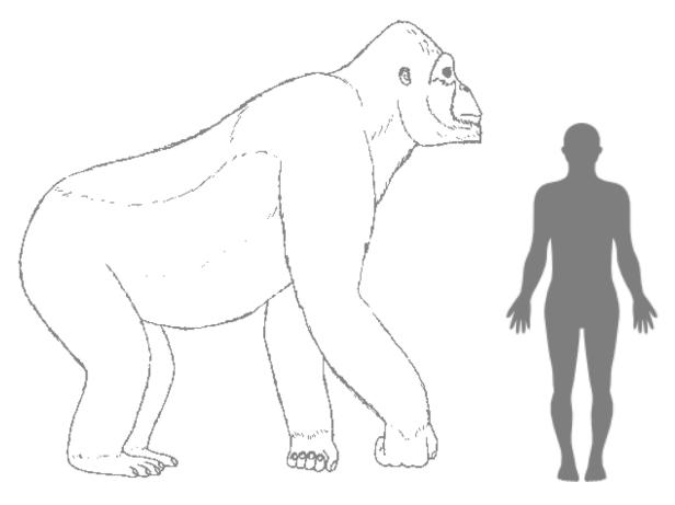 Ein Gigantopithecus-Skelett wird im Vergleich zu einem menschlichen Skelett dargestellt.