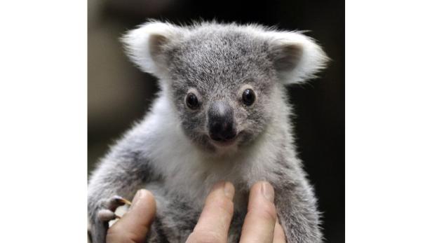 Ein Koala wird von einer Hand gehalten.