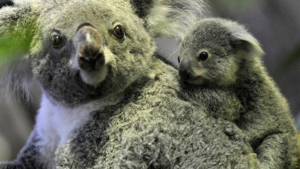 Ein Koala trägt sein Junges auf dem Rücken.