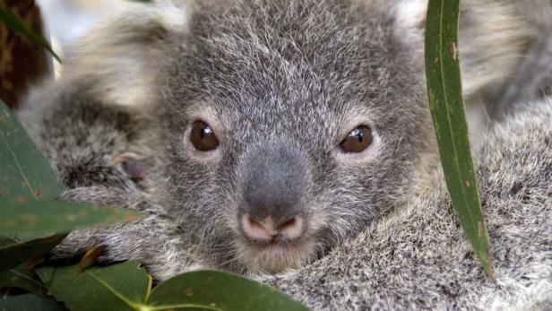 Ein Koala blickt zwischen Eukalyptusblättern hervor.