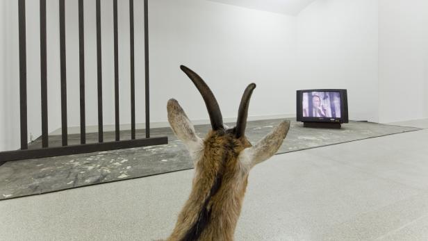 Der Blick eines Rehs in einem Ausstellungsraum auf einen Fernseher gerichtet.
