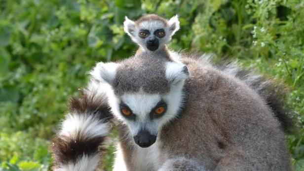 Ein Lemur trägt ein Jungtier auf dem Rücken.