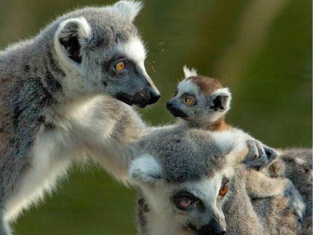 Eine Lemurenfamilie kuschelt sich aneinander.