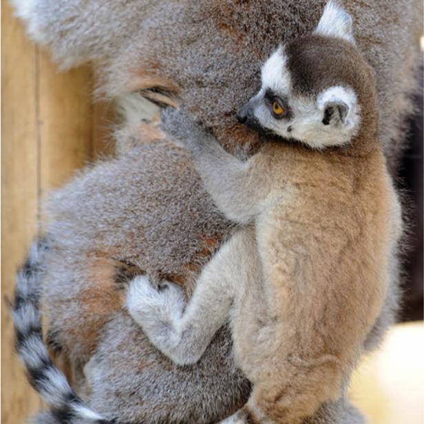Ein junger Katta klammert sich an seine Mutter.