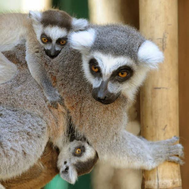 Ein Lemur trägt zwei Jungtiere auf seinem Rücken.