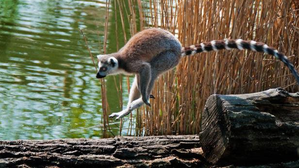 Ein Lemur springt von einem Baumstamm in Richtung Wasser.
